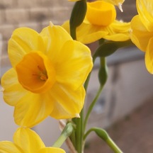 Garden Opera Narcissus Nergis Çiçeği Soğanı 3 Adet