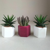 Haworthia Rigida & Huernia 3'lü Sukulent Seti | Kırmızı & Beyaz Seri