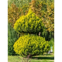 Videolu Limoni Servi Limon Kokulu 20 40cm 1 Adet Saksılı Dış Mekan Bitkisi Cupressus Macrocarpa