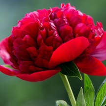 Kırmızı Şakayık Çiçeği Yumrusu Red Peony 1 Adet