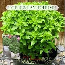 25 Adet Tohum Nadir Kokulu Egzotik Mis Kokulu Top Yeşil Reyhan Çi