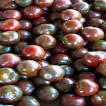 Aromalı Black Prince Domates Tohumu 15 Tohum