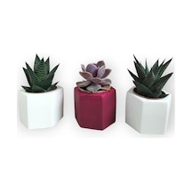 Haworthia & Echeveria 3'lü Sukulent Seti | Kırmızı & Beyaz Seri