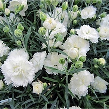 Kokulu Beyaz Karanfil Çiçeği Fidanı 35-50cm Saksılı Çiçekli Bodur Bitkiler White Carnation