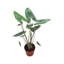 Alocasia Zebrina (Fil Kulağı) Ø21 CM 70-80 CM