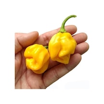 Sarı Acı Sos Biberi Tohumu 5 Tohum Biber Tohumu +