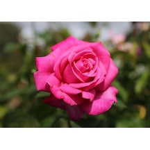 Saksıda Koyu Pembe Gül Fidanı