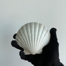 Büyük Doğal Deniz Tarağı Kabugu 1 Adet 10-12 Cm Mutfak Ve Dekorasyon İçin El İşi Ve Dıy Projeleri İçin Büyük Deniz Kabuğu