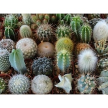 10 Adet Premium Kaktüs Species Mix Tohumu