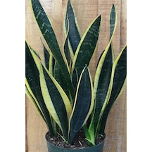 Paşa Kılıcı Peygamber Kılıcı Sansevieria