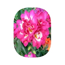 100 Adet Pembe Frezya Freesia Çiçeği Soğanı Katmerli Mis Kokulu