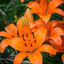 Orange Pixie Lilium Zambak Çiçeği Soğanı 2 Adet