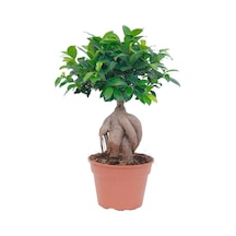 Bonsai 25 -30cm Canlı Ev Salon Bitkisi Ofis Bitkisi