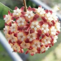 Şarap Kırmızısı Yıldız Mum Çiçeği Hoya Carnosa 'rubra Stellata'