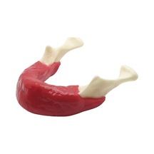 Tam Dişsiz Mandibula Modeli - İmplant Planlama Ve Eğitim Materyali