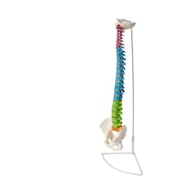 Omurga Maketi 85 cm Model 18