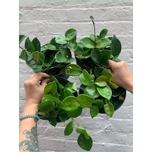 Mum Çiçeği Hoya Carnosa 8.5 Saksıda