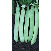 Yerli Oturak Şeker Fasulye Tohumu 100 GR N111538