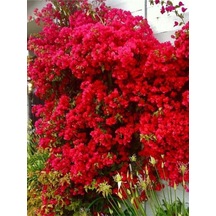 Mis Kokulu Kırmızı Begonvil Fidanı 1adet Saksılı 50-110cm Red Bougainvillea