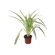 Chlorophytum Comosum (Kurdele Çiçeği) Ø12 CM Y20-25 CM