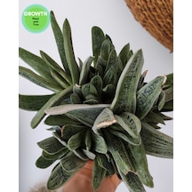 Little Warty Group 1 Adet