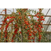 3 Adet Goji Berry Nq7 Fidanı Tüplü Aşılı ..12 Aydikim .