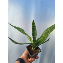 Videolu 1 Adet Mükemmel Kılıç Çiçeği 25-35 Cm Saksılı/tüplü Çiçekli Bodur Bitkiler Gladiolus