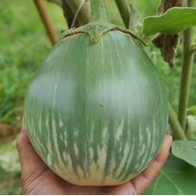 Giant Thai Dev Yeşil Patlıcan Tohumu 15 Tohum