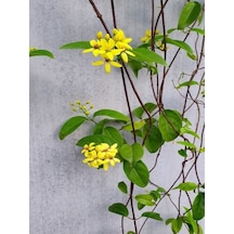 Videolu Yasemin Çiçekli Kokulu Sarı Renkli 50 80 Cm 1 Adet Dış Mekan Bitkisi Jasminum Fruticans