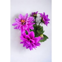 Yıldız Çiçeği Dahlia Mor