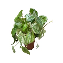Begonia 'rouge Variegata' Begonia Çiçeği