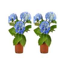2 Adet Mavi Çiçekli Ortanca Fidanı 30-55 Cm Tüplü Çiçekli Bodur Bitkiler Blue Hydrangea