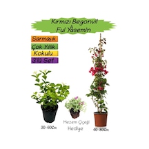 Kırmızı Renk Begonvil+kokulu Ful Yasemin+mezem Çiçeği 3'lü Peyzaj Seti