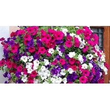 Karışık Petunya Çiçeği Tohumu 10+ Tohum N117141