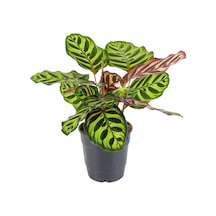 Dua Çiçeği Calathea Makoyana -  5892