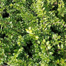 Bodur Hanımeli Lonicera Nitida Fidanı Bodur Çit Bitkisi 1-2 Yaş