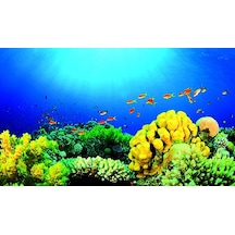 Kanki Pet 85 Cm Akvaryum Arka Fon Yapıştırma 85x50 Cm Kp8550027