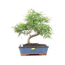 Bodur Karabiber Bonzai Ağacı Tohumu 5 Adet Bonsai Ağacı Tohumu