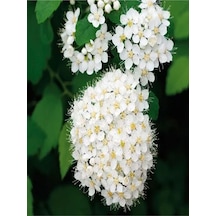 Keçi Sakalı Ağacı Fidanı 30-90 Cm Saksılı Çiçekli Bodur Bitkiler Spirea