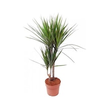 Dracena - Marginata Çiçeği  İki Dallı  50x70 Cm 1741
