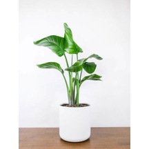 Çok Köklü Starliçe Strelitzia Zarif Salon Bitkisi