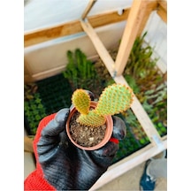 Opuntia Microdaisys Kaktüs Tavşan Kaktüs