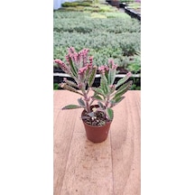 Thebestonline Kalanchoe Pink Butterflies Pembe Aşkın Gözyaşı 5.5 Cm Saksıda 1 Adet