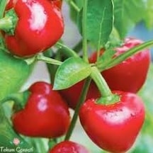 100 Adet Tohum Nadir Tatlı Burkita Biberi Tohumu Saksı Toprak Hed