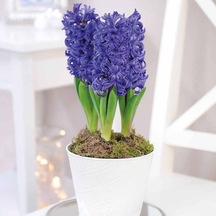 Hyacinthus Blue Pearl Sümbül Soğanı 3  Adet