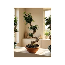 Ginseng Bonsai-80 Cm