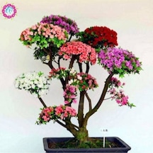 Japon Gülü Ağacı Bonsai Tohumu
