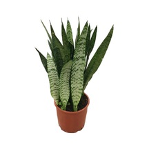 Sansevieria Zeylanica Paşa Kılıcı Ø21 Cm H50-60 Cm