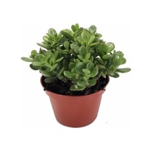 Ovata Şans Para Çiçeği Bitkisi 10-20 Cm