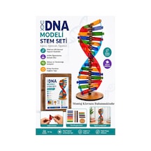 Dna Modeli 1 Paket Ahşap Dna Yapım Seti Dna Sarmalı Deney Yapım Seti Okul Materyali Fen Bilimleri